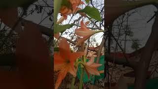 First blooms of Amaryllis lily in this season।।।।।