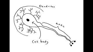 Neuron Basics