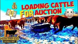 Selling Cattle at Auction & Farming during the Deep Freeze $$!