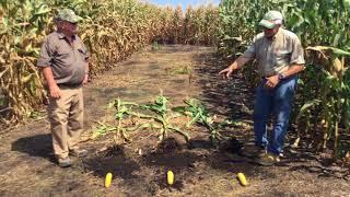 Dr. Heiniger highlights the performance of SP-1 on corn, Raw Video