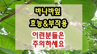 바나바잎 효능과 부작용 잘 알고 드셔야해요~