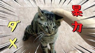 Cat video showing daily violence...