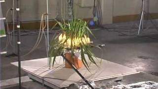 Adam's Needle (Yucca filamentosa) - Low Flammability shrub.