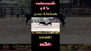 รวมจังรวม #วัวชน #วัวชนพี่เสือ #พี่เสือแดนใต้ #วัวชนสด #วัวชนวันนี้ #สนามนาบินหลา #วัวชนเงินล้าน
