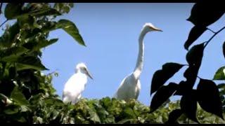 The Zodiac Fund: Protecting the Birds of New York Harbor