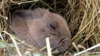 Bunny is napping in his warm, straw-nest  #freezingwinter #savebunny