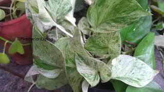 All about Marble queen pothos, money plant variety ,easy plant for beginners