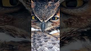 Wildlife Photography  horned owl #shorts #best #wildlife #nature #owl #naturephotography #hunting