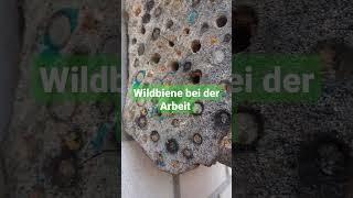 Wildbiene - Bienenhotel im Ulmenholz