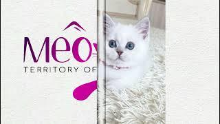 Maine Coon | MeoWoof Kittens & Puppies | Meowoff.us