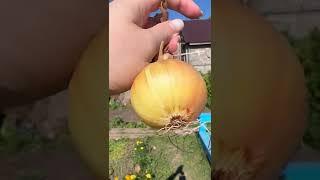 Строение луковицы 