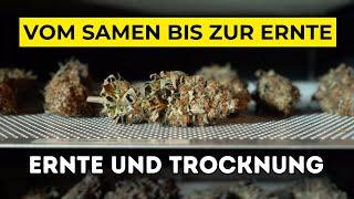 WIE ich 3 Pflanzen ERNTE & mit Cannatrol TROCKNE (+Test Dryfermbags)