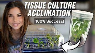 How to Acclimate Tissue Culture Plants