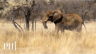 Duma the Elephant Finds His Forever Home After 40 Years in Circus and Zoo