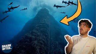 You Won't Believe How Sharks Use This Underwater Mountain!