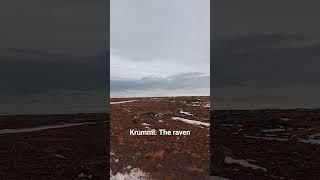 krummi-the raven