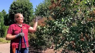 Shrub Pruning Video Series - Late spring/Early summer