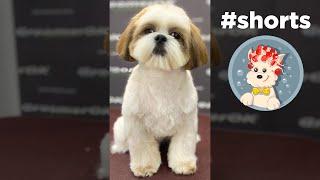 Shih Tzu grooming - GroomerOK #shorts