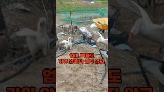초보 백봉 엄마, 잘 키울 수 있을까?