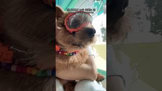이거 사줘야겠죠?! #마태오 #반려견 #반려견일상 #강아지 #강아지브이로그 #doglife
