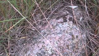 Pink In The Middle.wmv