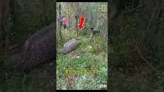 숲속 캠핑 중 뱀에게 통째로