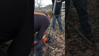 logging toothpicks #brennholz #firewood #stihl #shorts