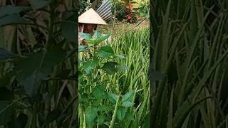 riêng một góc vườn #nhachaymoingay #music