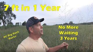 How Tall Can RC Big Rock Switchgrass Grow In One Year For Deer Bedding Cover?