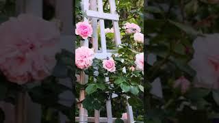 Розовый сад лето 2020