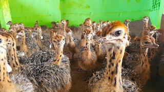 Make 5000 $ /month raise Ostrich On Poultry Farm