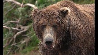 Jogger In Island Park Idaho Is Attacked By Grizzly Bear