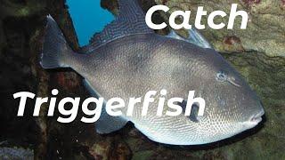 How To Catch Grey Triggerfish (Shore Fishing UK and Europe) - Sea Fishing Tutorial