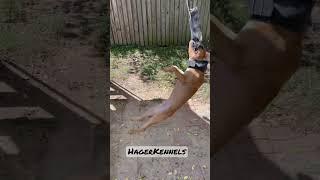 Hager Kennels Hunter enjoying the spring pole!   Subscribe for more . #hagerkennels #pitbull