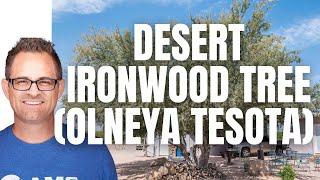 Desert Ironwood Trees Are Super Low Maintenance (Olneya tesota)