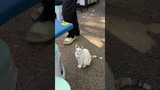 말레이시아 쿠알라룸푸르 거리의 고양이 #cat #music #catlovers #cat