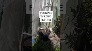 This is the first time I'm pruning this fig tree. It produced about 20 figs last season