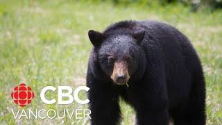 Port Moody, B.C., working to coexist with black bears