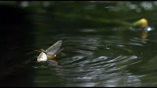 Riverfly Census - Salmon & Trout Conservation