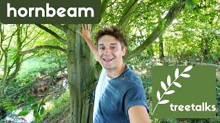 Hornbeam Tree - Facts & Identification