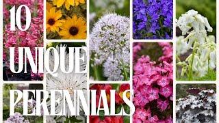 New Proven Winners Perennials for 2025