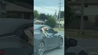 Canine Convertible Chaos: A Dog's Joyride Extravaganza!