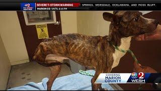 Marion County animal services overcrowded after rescue of 56 dogs from 'horrible conditions'