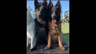 Watch different colours German shepherd white brown black German shepherd / Dog trending viral