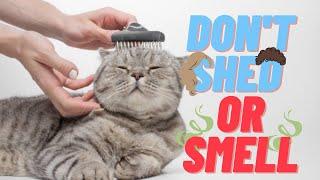 10 Cat Breeds That Don't Shed Or Smell