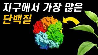 광합성의 치명적인 문제점!｜가장 많지만 바보 같은 단백질, 루비스코 이야기