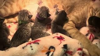 Oriental Shorthair kittens are nursing while mom gets love and comfort!