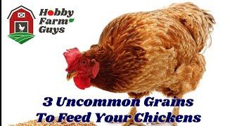 3 Uncommon Grains You Can Feed To Your Chickens...And Grow Easily!