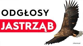 Jastrząb - odgłosy jastrzębia