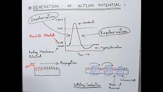 How Action Potential is Generated and Propagated in a Neuron | Threshold Potential | Depolarization